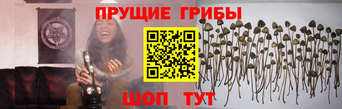 Галлюциногенные грибы прущие грибы  Вход с VPN  Великий Новгород 